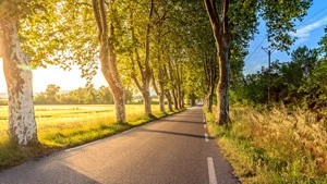 Solbeskinnet allé – Billede af en nyanlagt vej, der giver adgang til erhvervsgrunde eller byggerier.